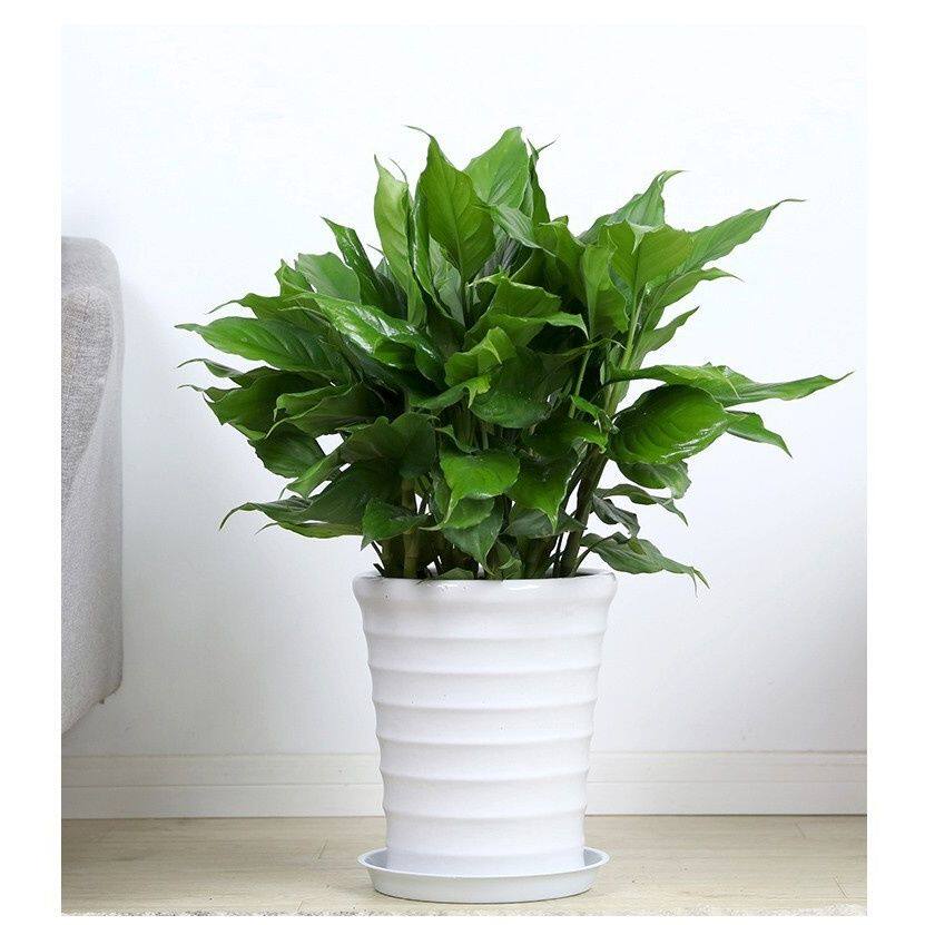 万年青植物树苗 万年青植物树苗多少钱 打折 包邮 十块购