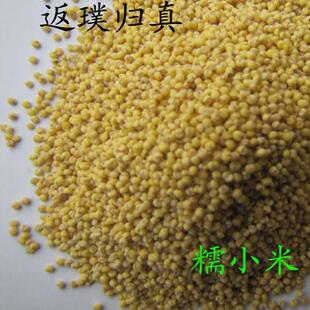 山西特产 糯小米 熬糯米饭 包粽子的粘小米   原产地发货