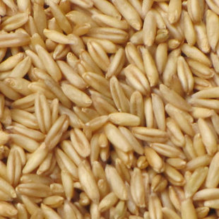 /黄土旱作/山西特产/燕麦米 燕麦仁