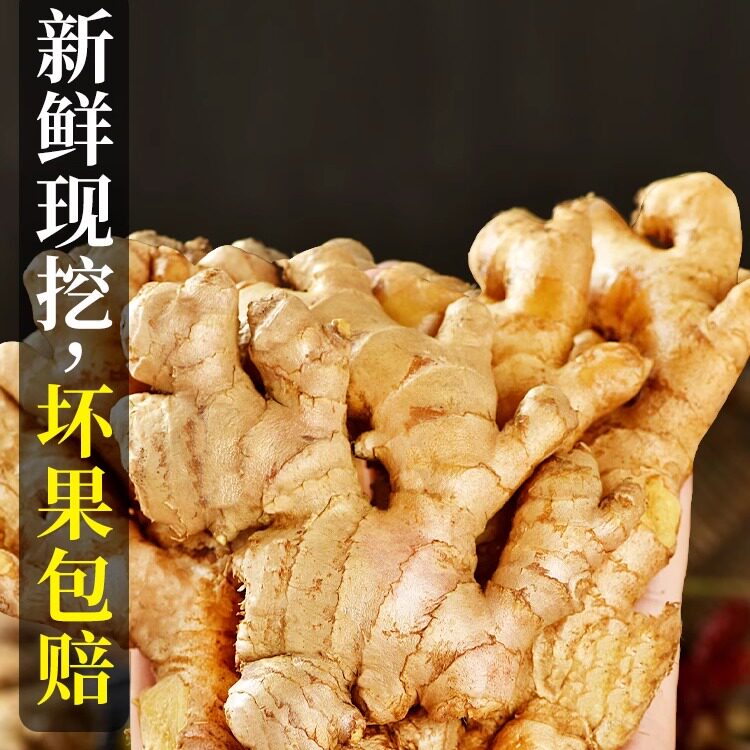 云南小黄姜新鲜现挖高山