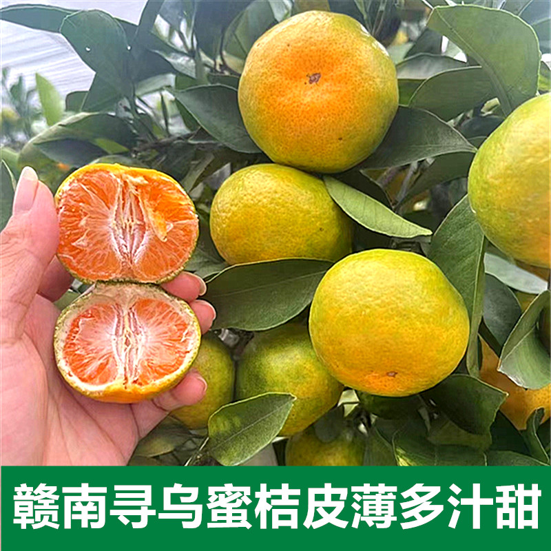 江西寻乌青皮蜜橘桔子当季酸甜水果产地果园直发青黄色皮