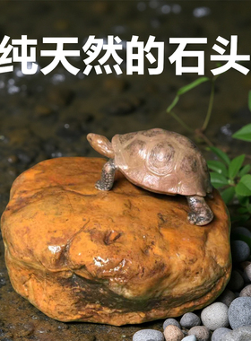 乌龟天然发色晒台黄色攀爬石原生态两栖爬宠嬉戏趴台守宫晒背石头