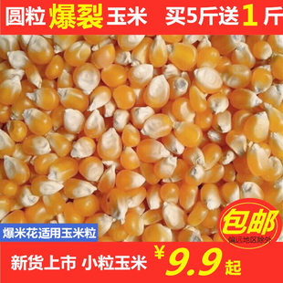 الفشار 圆粒小玉米 Popcorn 爆米花用玉米粒 Corn grain