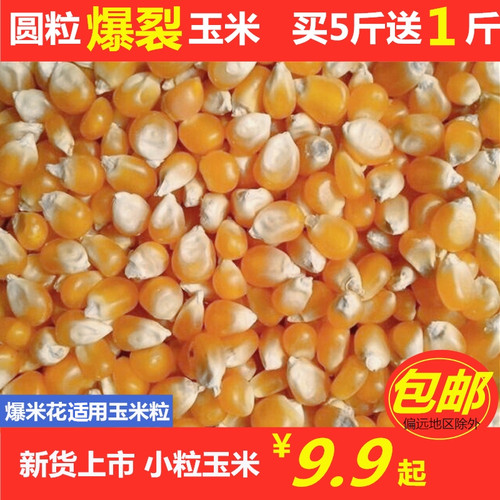 圆粒小玉米 Corn grain 爆米花用玉米粒 Popcorn الفشار ن