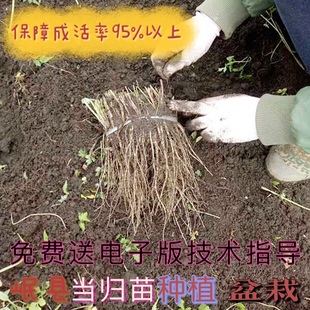 岷县当归苗 黄芪种苗500克包邮 2025年当归活苗 党参苗