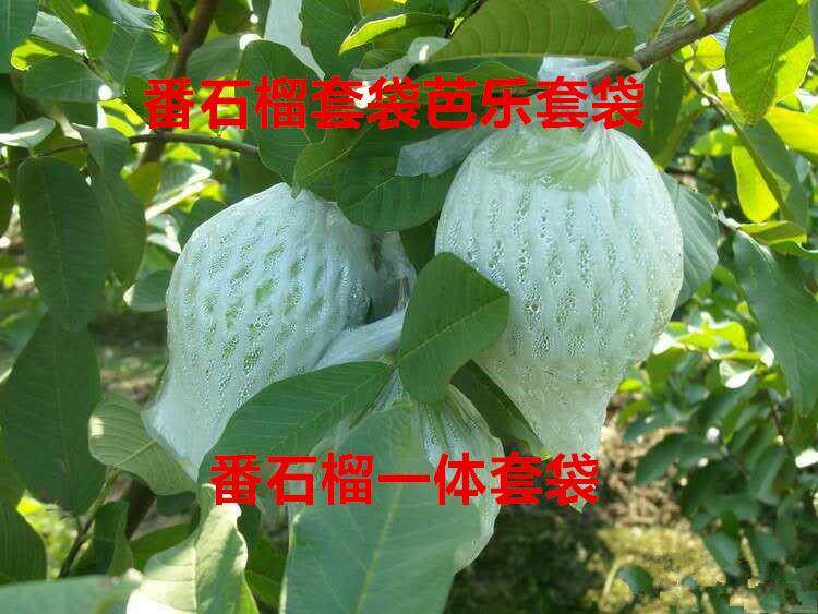 250套芭乐番石榴套袋水蜜桃水果网套一体套袋防虫防鸟泡沫网胶袋在类目 鲜花速递/花卉仿真/绿植园艺, 园艺用品, 其它园艺用品中 - 来自Buy2taobao.com提供专业的淘宝代购服务