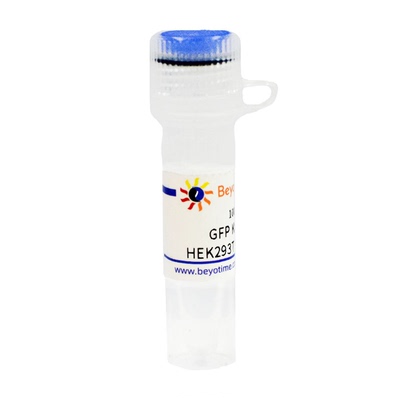 GFP Knockout HEK293T RIPA Lysate  碧云天 L00027