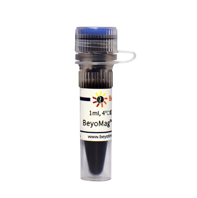 BeyoMag™ Protein A磁珠 P2102 碧云天