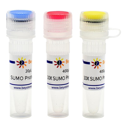 SUMO Protease  碧云天 P2312S  P2312M  P2312L