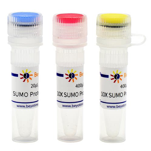 SUMO Protease  碧云天 P2312S  P2312M  P2312L