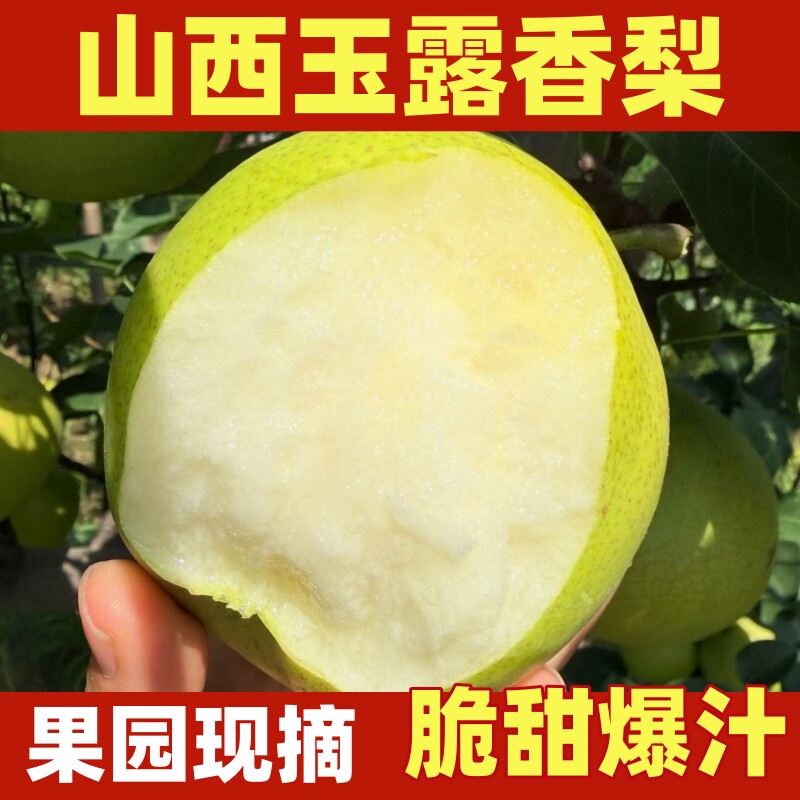 正宗山西玉露香梨!果园直发