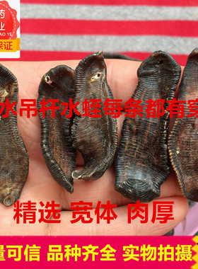 中药材水蛭正宗清水干水蛭 水蛭干蚂蟥干品水蛭干蚂蝗粉100g包邮