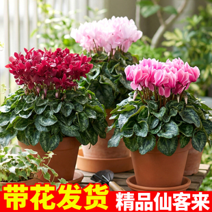 仙客来盆栽带花重瓣特大花兔子花室内耐寒年宵花小青龙仙客来花苗