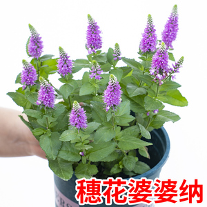 穗花婆婆纳花苗盆栽多年生好养宿根花卉阳台庭院耐热耐寒开花植物