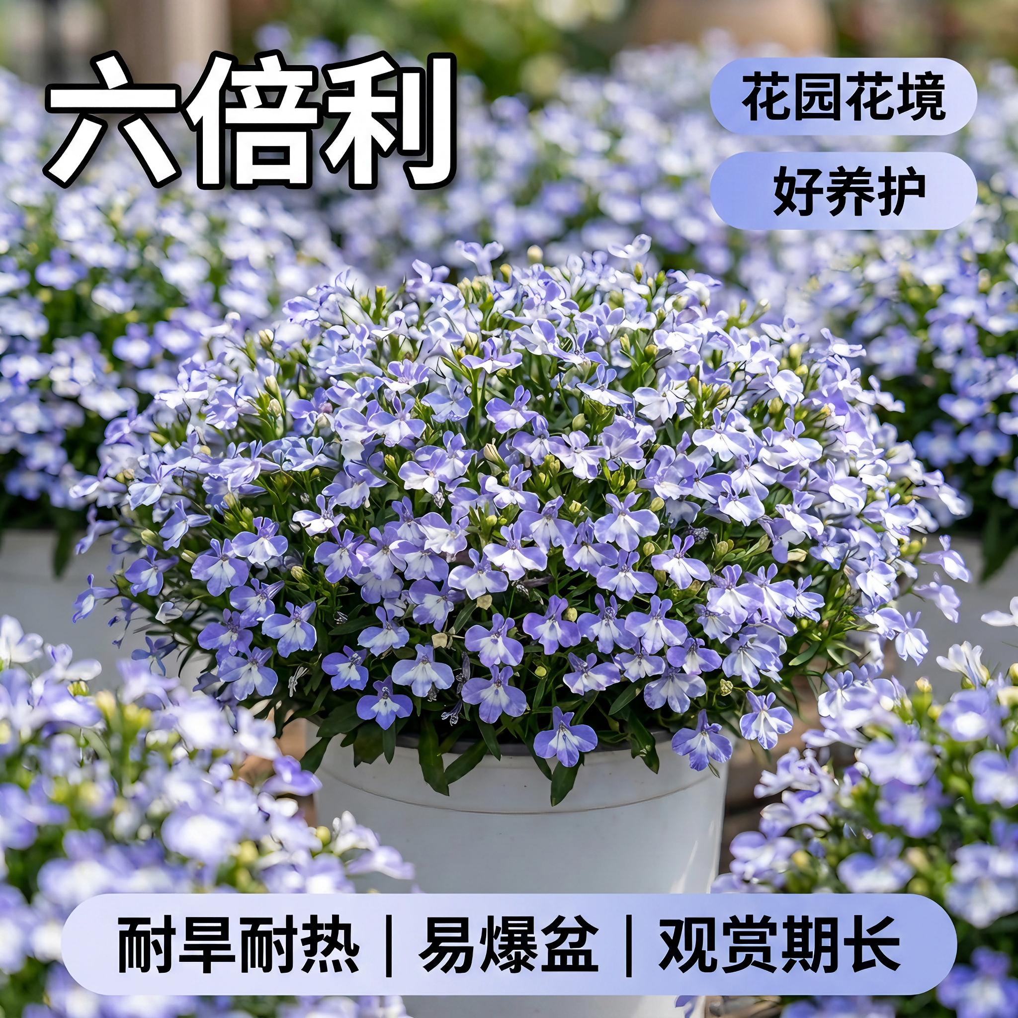 精品六倍利盆栽带花苞垂吊半边莲阳台庭院开花机器蓝色翠蝶好养活