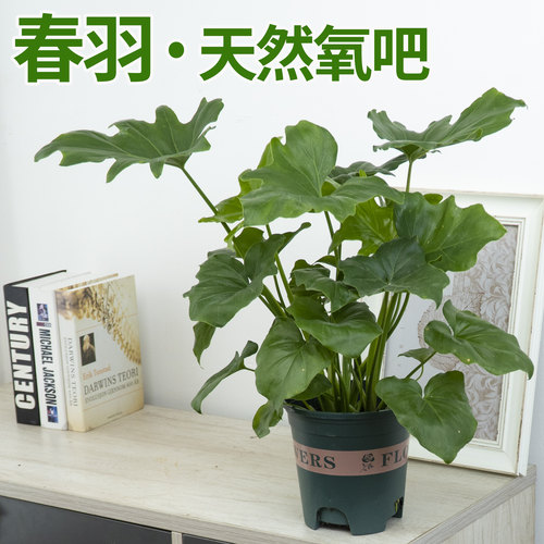 春羽室内绿植盆栽客厅办公室盆景