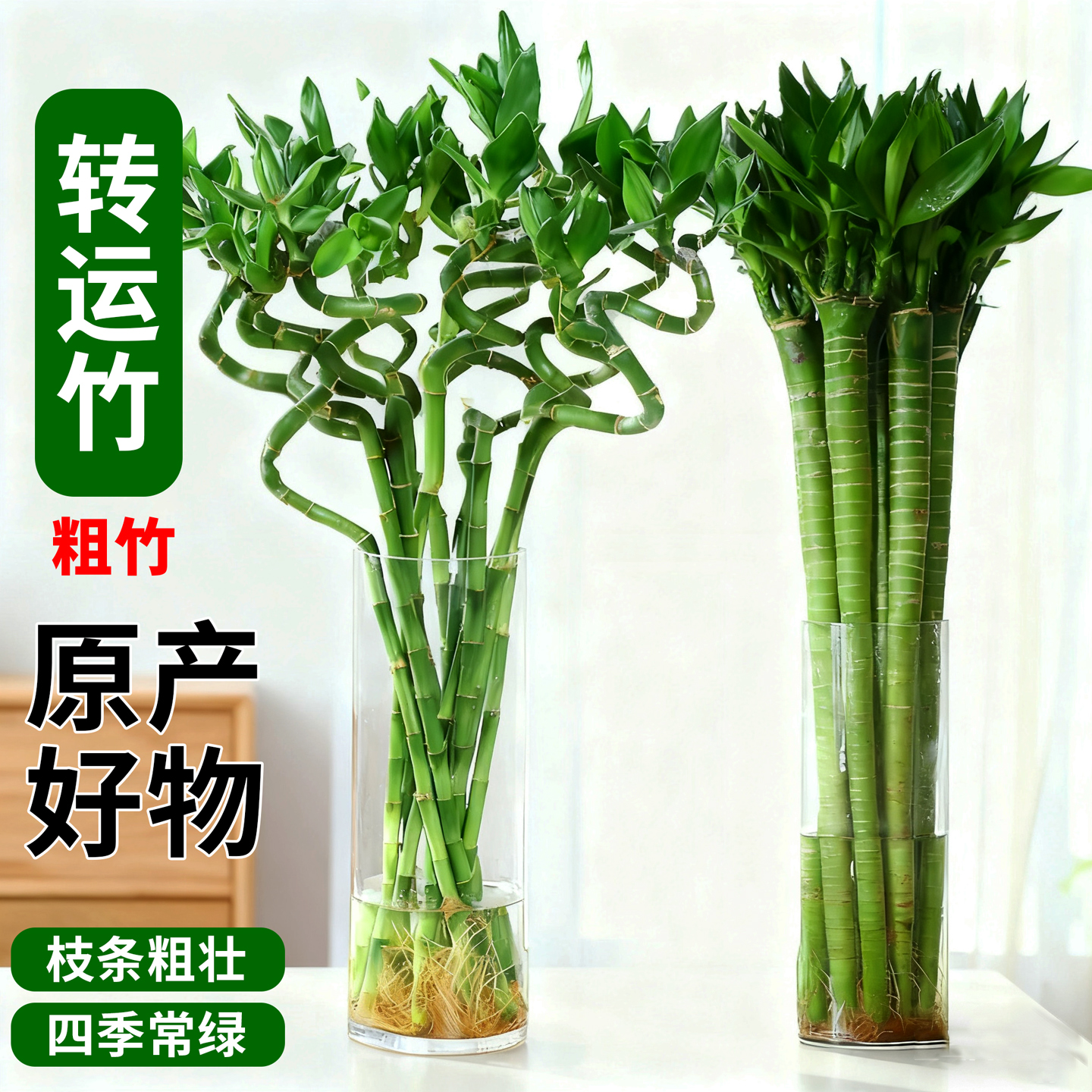 水培植物转运竹水养带根室内办公室桌面好养活绿植客厅富贵竹龙竹