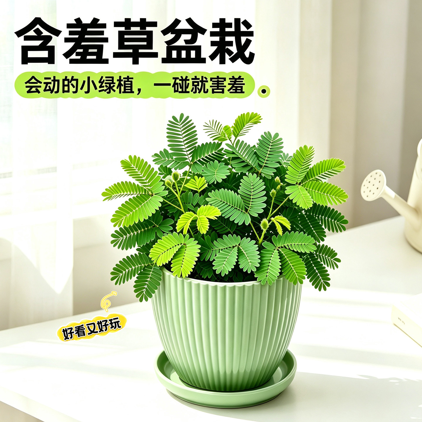 含羞草盆栽室内耐阴好养绿植办公室桌面趣味植物害羞草怕羞草花卉
