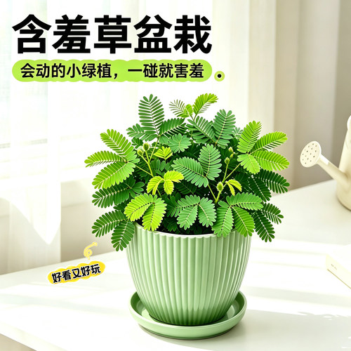 含羞草盆栽室内耐阴好养绿植办公室桌面趣味植物害羞草怕羞草花卉