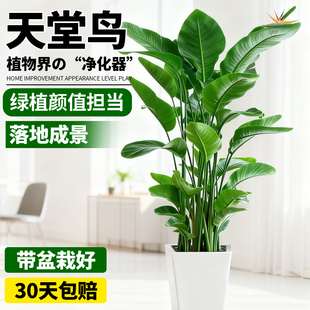 天堂鸟盆栽室内客厅大型绿植办公室大叶植物高端鹤望兰耐阴好养活