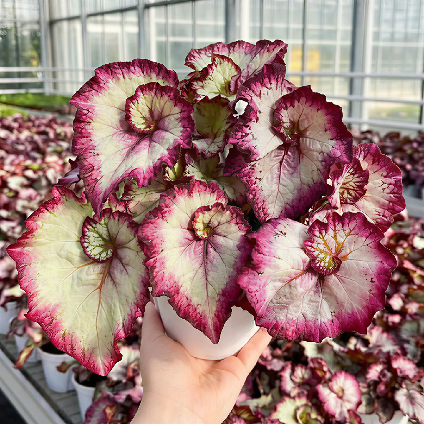 蟆叶秋海棠五彩蜗牛小螺号秋海棠室内桌面绿植盆栽ins风热植耐阴
