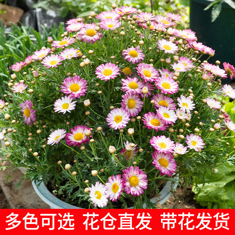 玛格丽特盆栽小雏菊花苗庭院阳台菊花花卉绿植糖果姬小菊苗带花苞