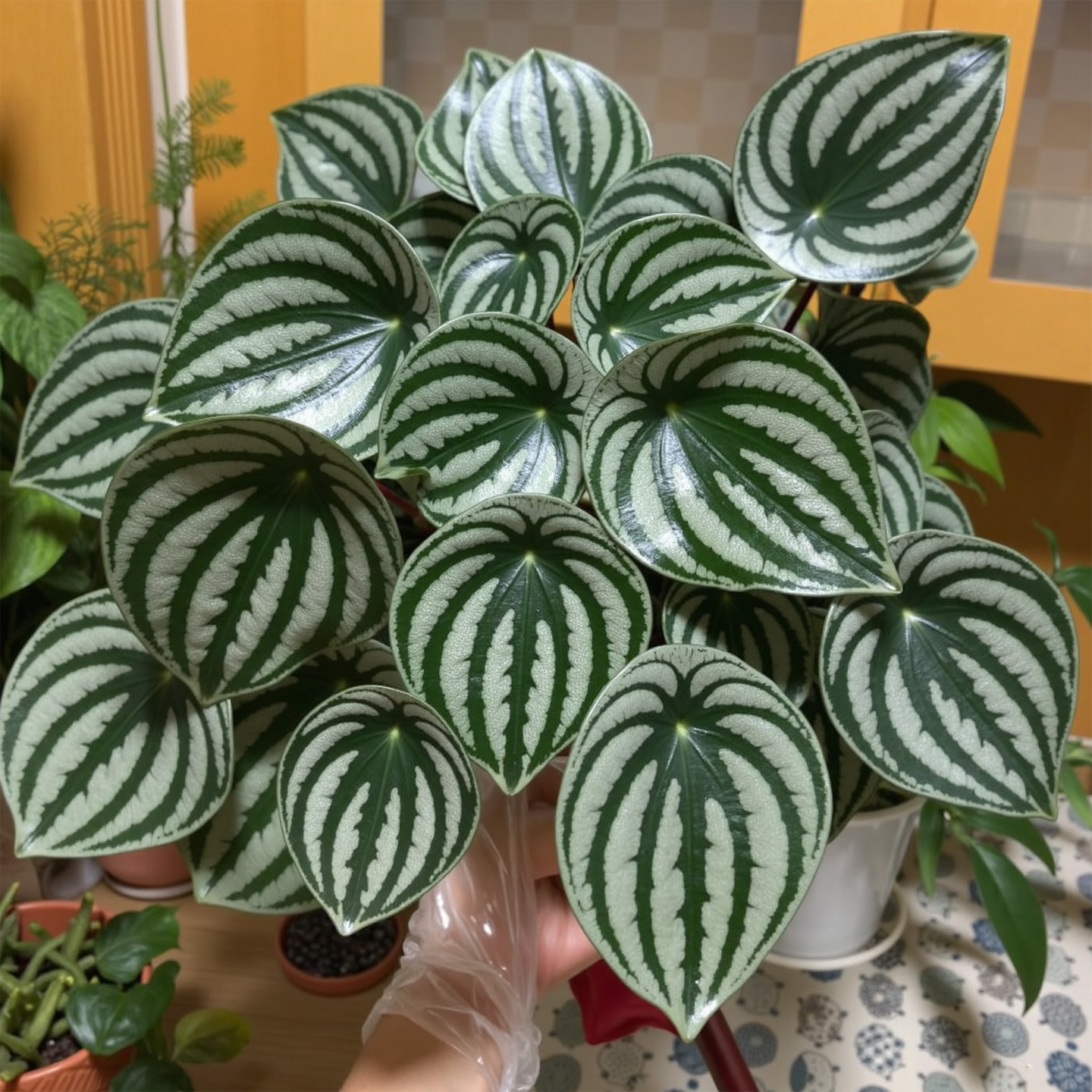 西瓜皮椒叶草室内绿植麒麟瓜观叶