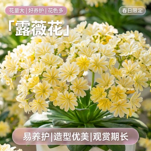 露薇花盆栽带花苞阳台庭院四季好养活开花植物琉苇草耐寒花卉绿植