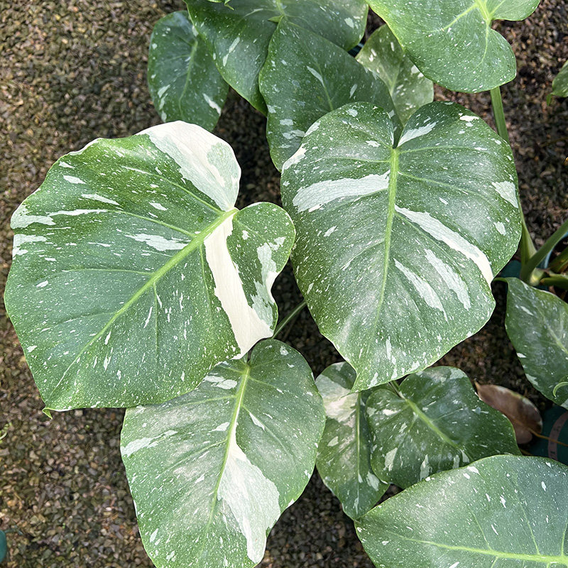 白锦龟背竹大颗洒金盆栽家居客厅锦化植物室内四季常青好养活绿植