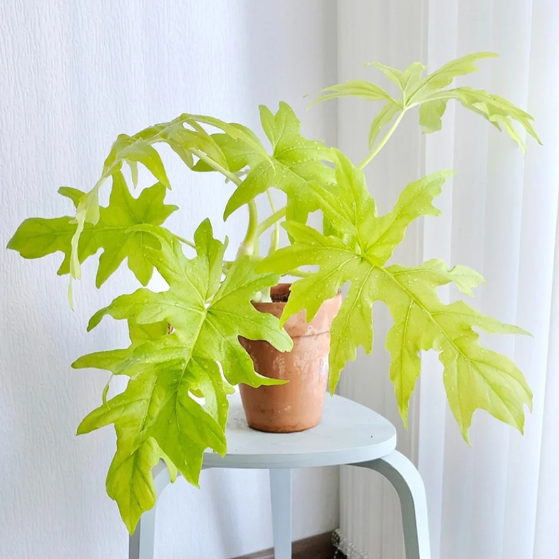 黃金春羽盆栽網(wǎng)紅植物瓦塞維奇熱帶稀有植物蔓綠絨除甲醛觀葉綠植