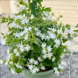 笔尖茉莉花苗独枝盆栽原土包邮带花苞室内阳台多年生开花香茉莉花