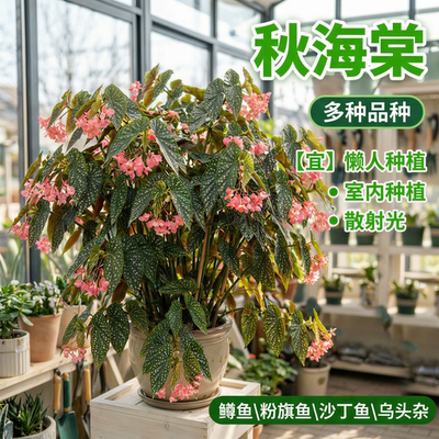 秋海棠室内绿植盆栽粉旗鱼鳟鱼海威桌面网红热植观叶欧式植物花卉