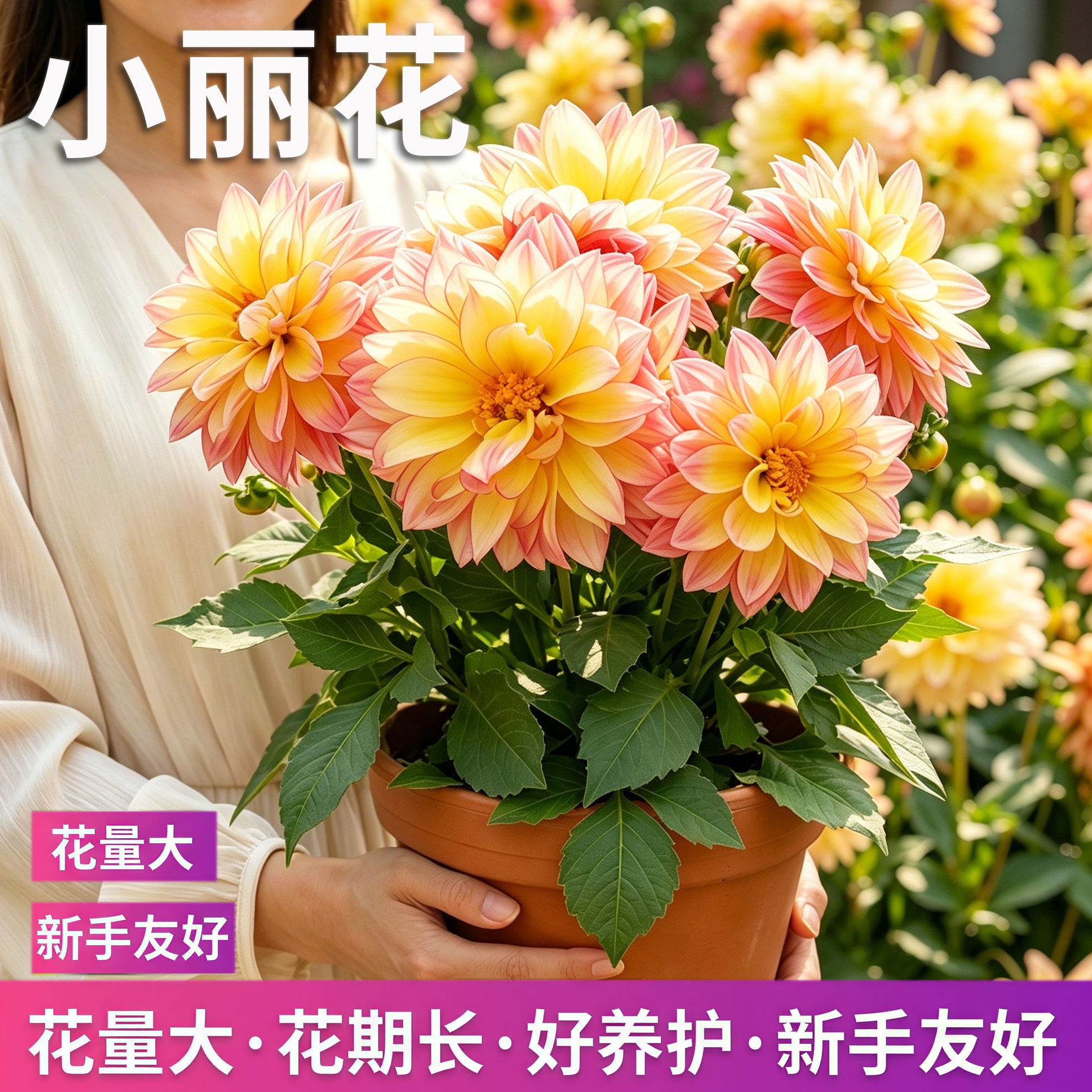 小丽花盆栽带花苞重瓣大丽花花苗阳台庭院四季好养开花植物地瓜花
