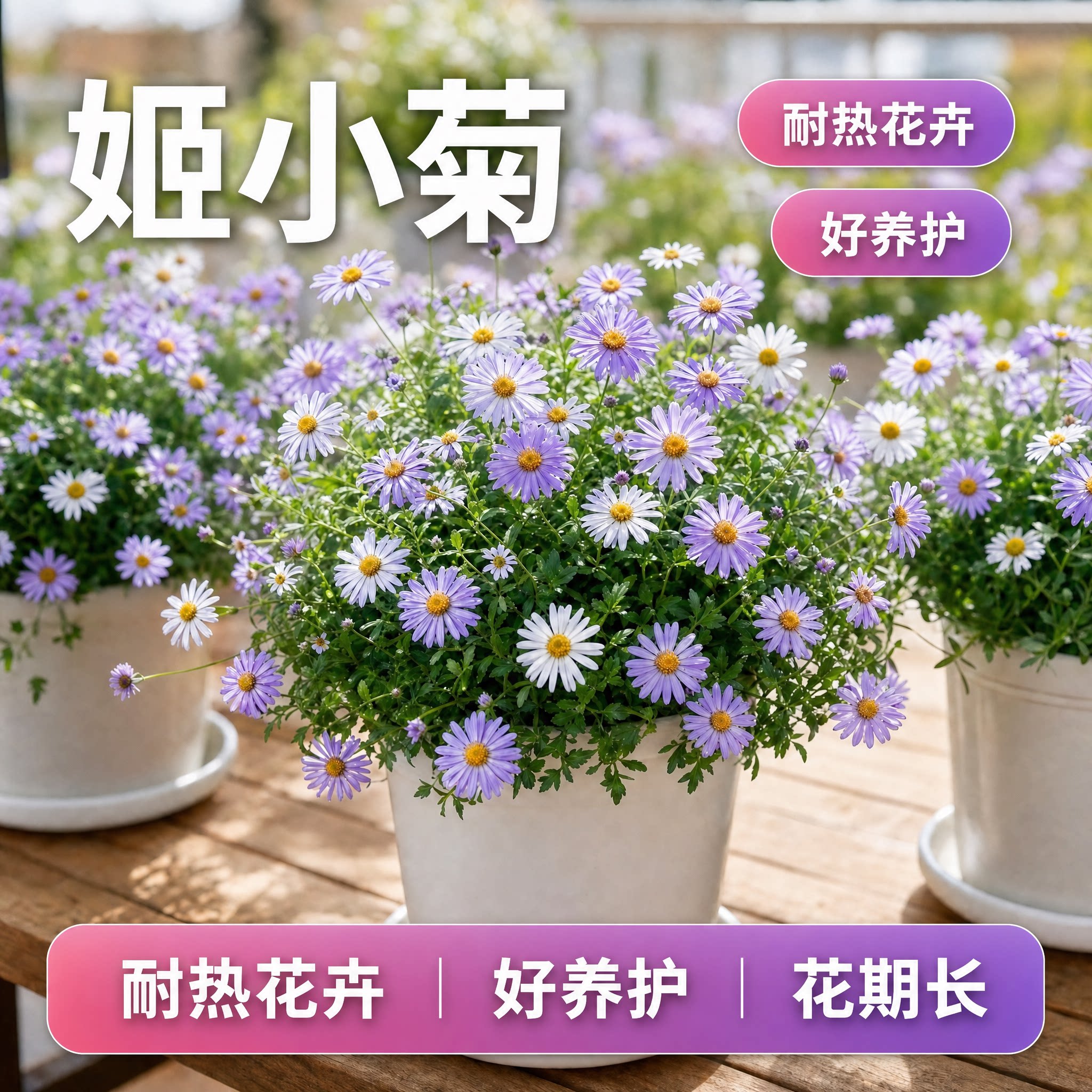 姬小菊盆栽带花苞多年生菊花苗四季花卉阳台庭院开花植物玛格丽特图片