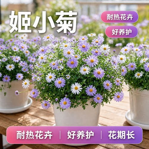 姬小菊盆栽带花苞多年生菊花苗四季花卉阳台庭院开花植物玛格丽特