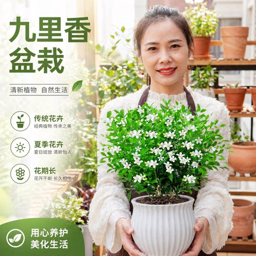 九里香盆栽带花苞室内阳台客厅驱蚊植物四季好养浓香老桩开花树苗