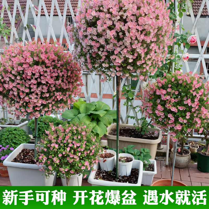 小木槿棒棒糖盆栽好养花卉植物