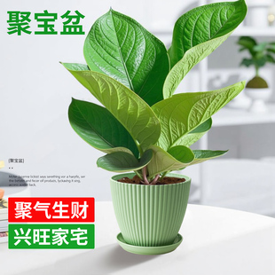 聚宝盆盆栽鸟巢花烛客厅招财植物大金叶子室内办公室桌面耐阴绿植