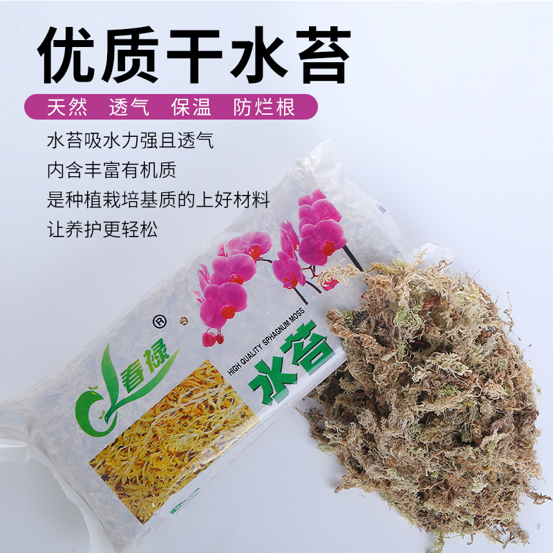 干水苔营养水陆缸微景观造景再聊