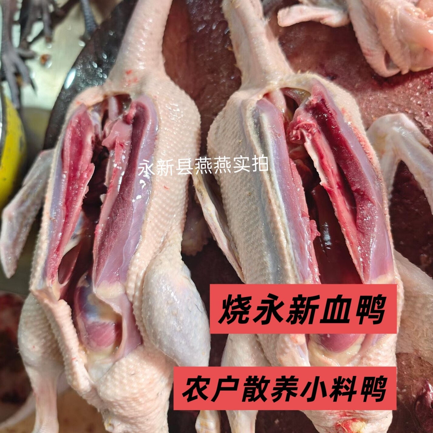 顺丰包邮永新小料血鸭3斤 新鲜仔鸭麻鸭现炒现发