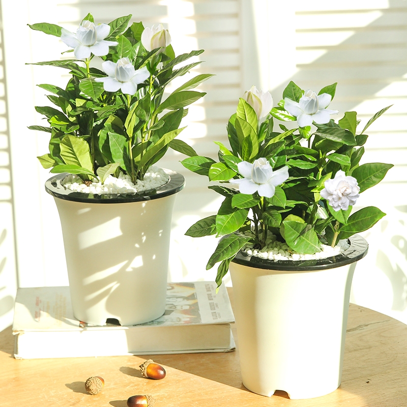 栀子花盆栽栀子花苗室内盆栽花卉庭院植物四季开花卉盆栽水培植物