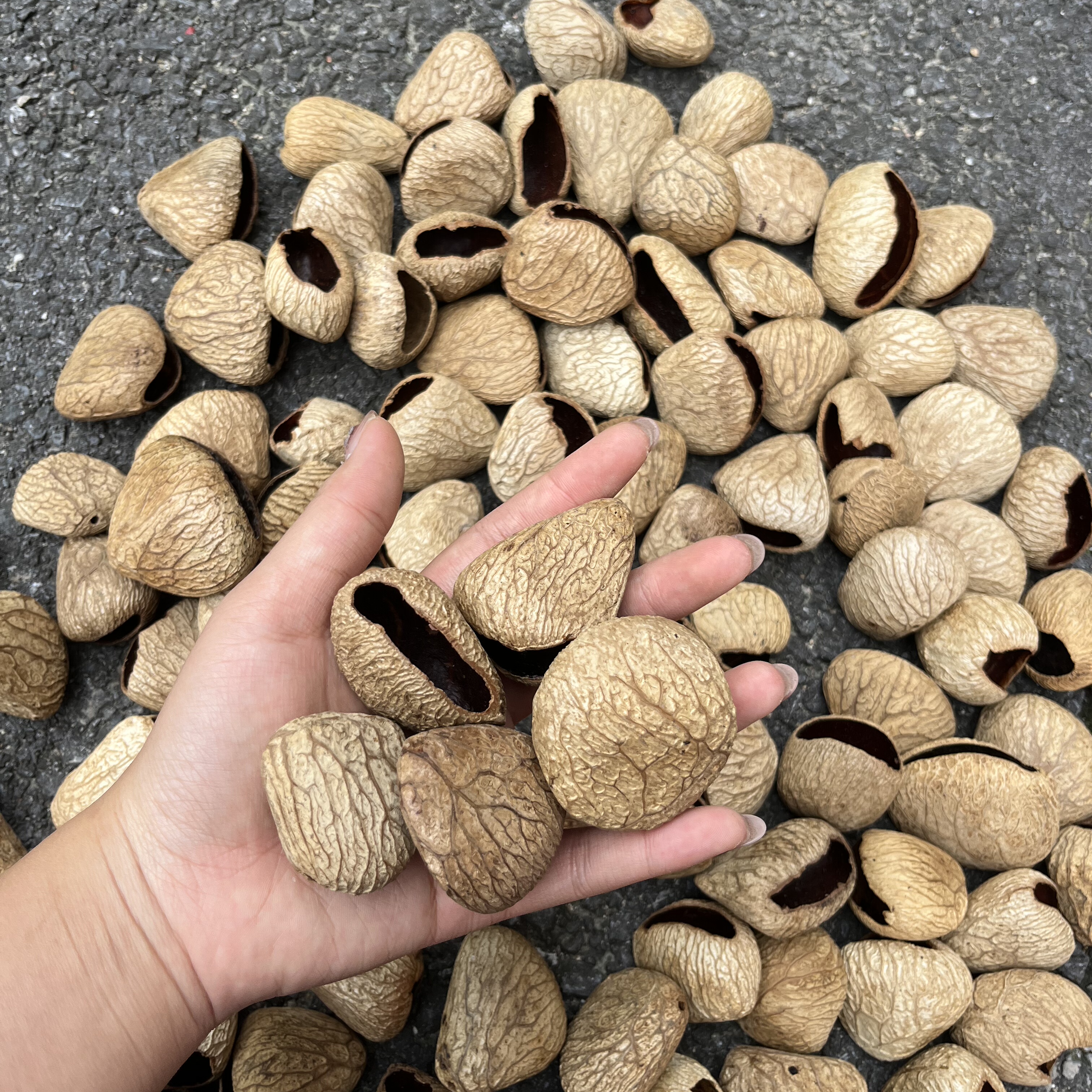 panji黑果壳材料diy手工果壳包挂配件黑果风铃配件印尼进口小众