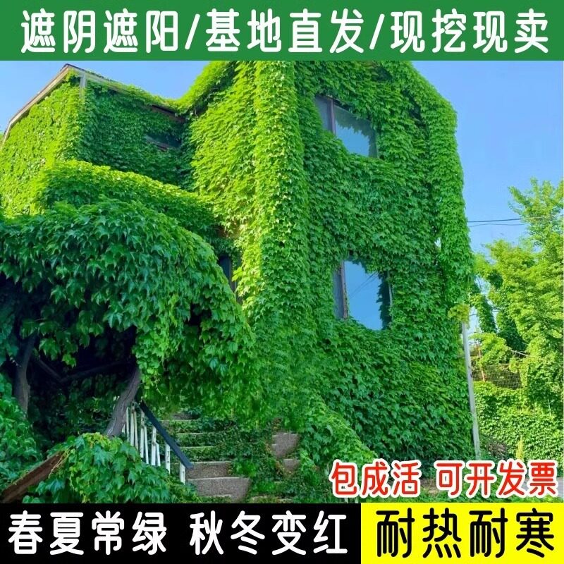 爬山虎种子树苗不落叶草籽藤条爬藤植物爬墙虎苗三五叶四季种籽孑