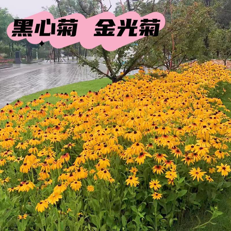 黑心金光菊花种子室外景观绿化花卉种籽多年生观花植物花卉草花种图片