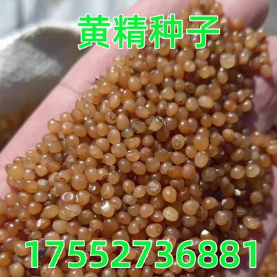 黄精种子药材种籽玉竹云南滇黄精鸡头精黄精种籽老虎姜新鲜黄精籽