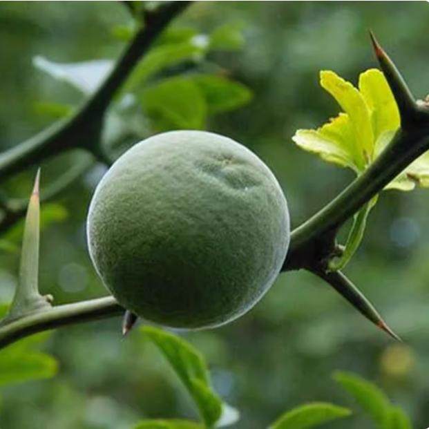 新采枸橘种子枳壳种子香橙红橘种子柑橘马甲子嫁接砧木带刺篱笆墙