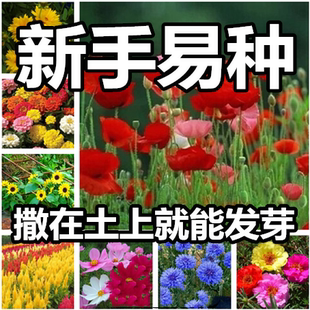 秋天种的花种子满天星花卉种孑花仔籽指甲花四季容易活花种子室外