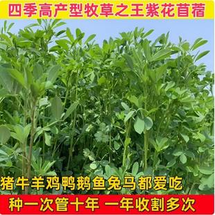 进口多年生紫花苜蓿木须草种子四季高产喂牛羊鸡鹅养兔子鱼牧草籽