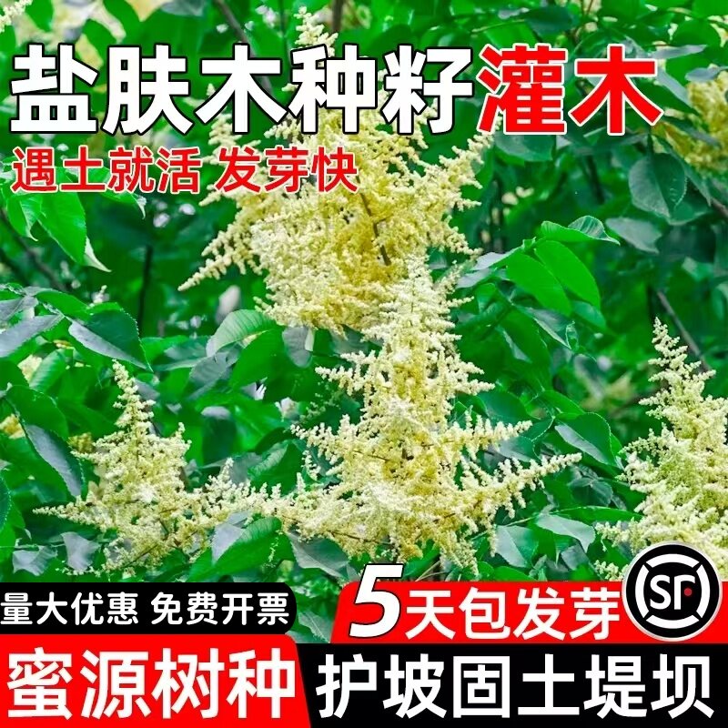 盐肤木种子蜜源树种别名五倍子种籽耐寒耐旱护坡绿化林木苗木种孑