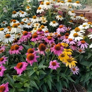 彩色松果菊种子宿根多年生紫锥菊花种籽子四季适合种院子里的花籽